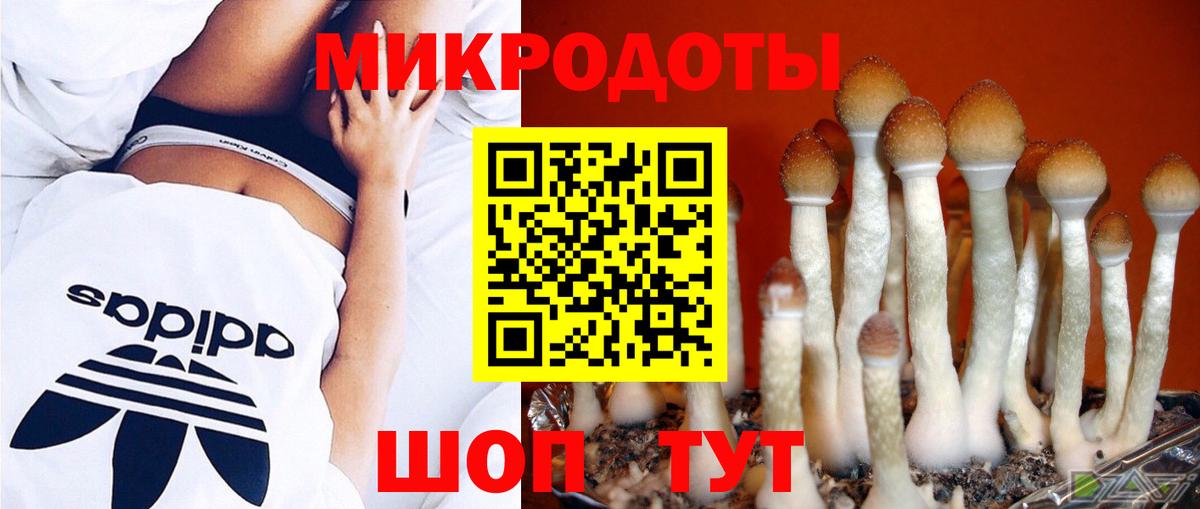 Псилоцибиновые грибы Psilocybe  Вход с VPN  Назарово 